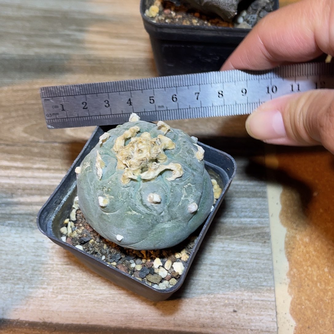 日系大尤银鱼一物一拍