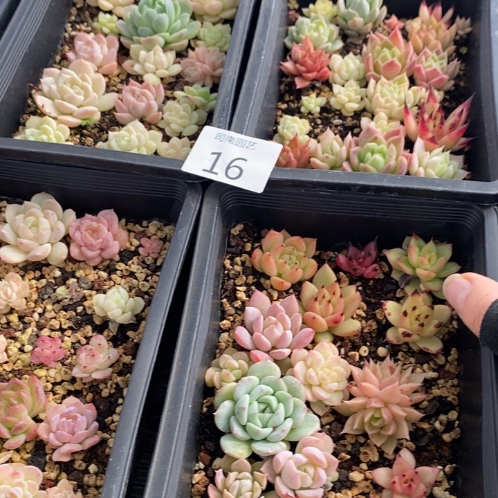 16 多肉植物盆栽花卉
