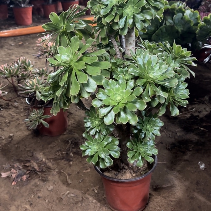 多肉植物法师原始绿29