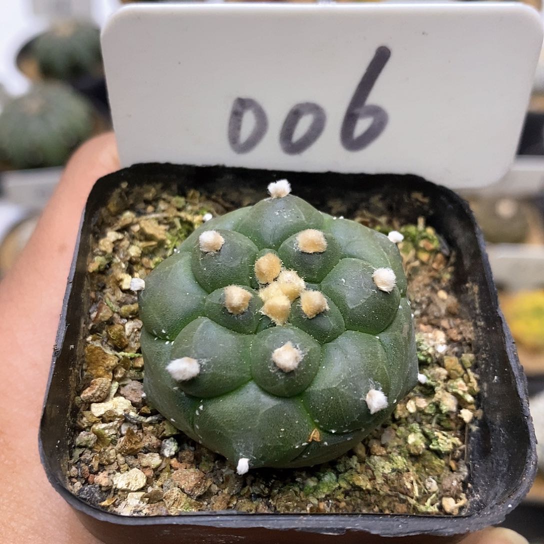 开播时间特价来了来