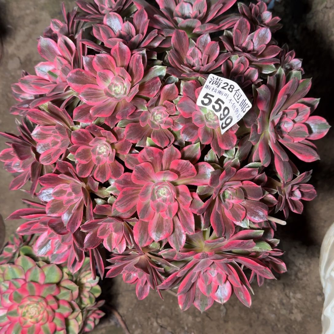 5599浣纱多肉植物