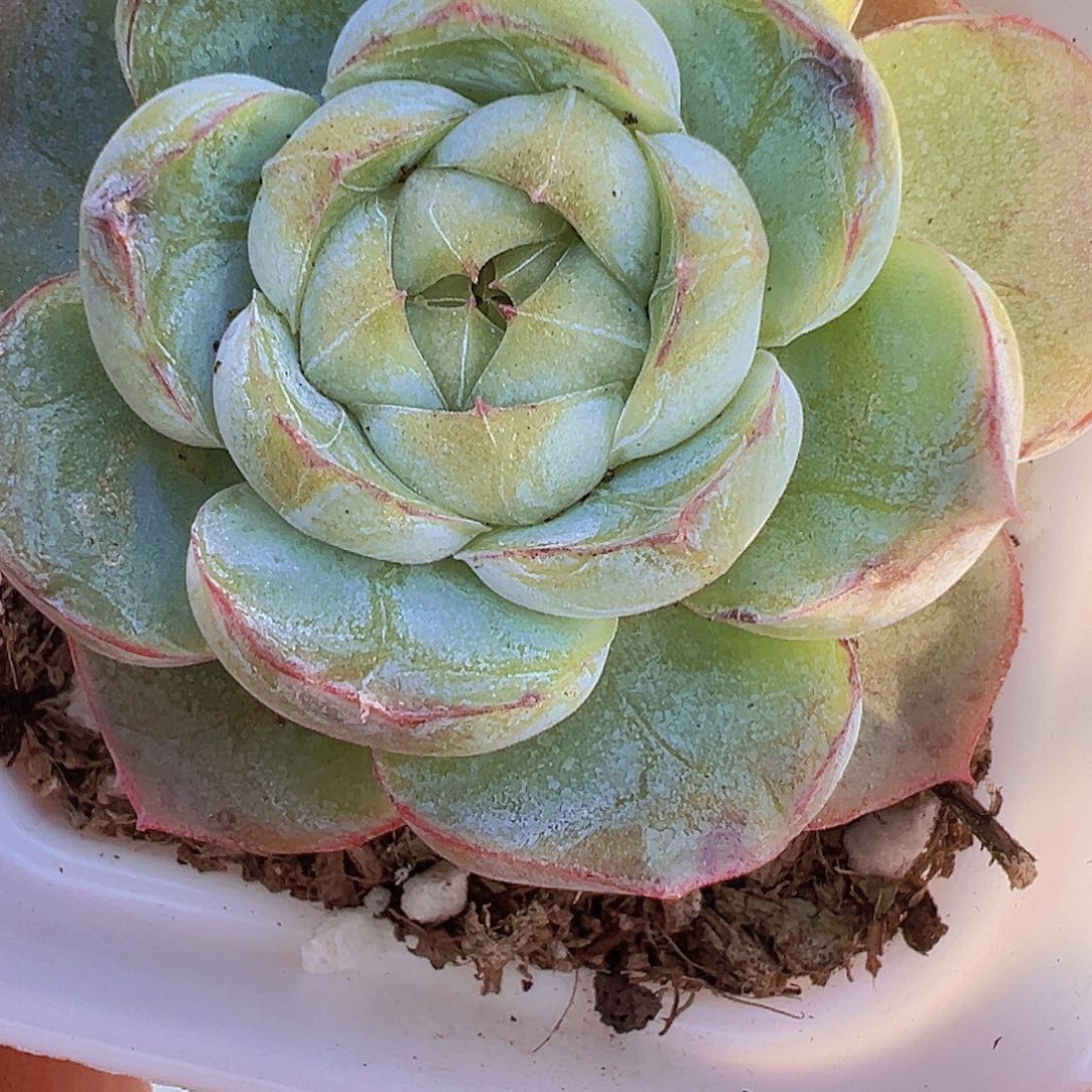 单头胖虎19包邮多肉