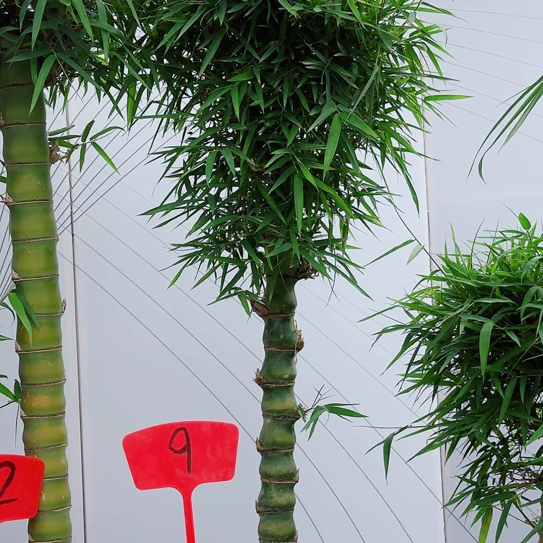 红陶佛肚竹8888889