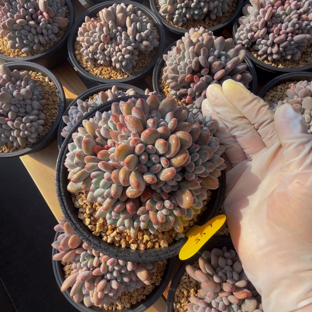 c55香香雪群生呀呀呀