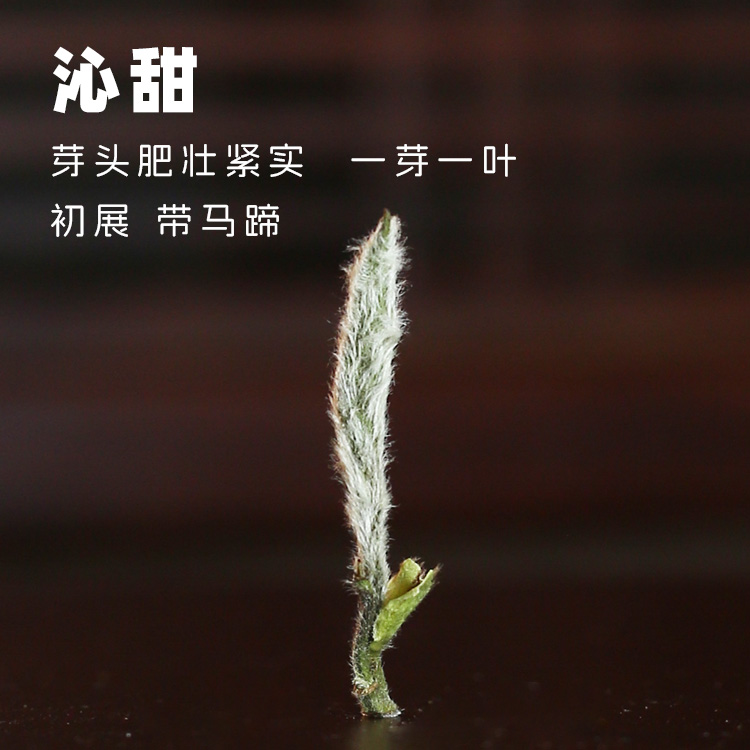 玖万两【沁甜】2025年荒野牡丹W