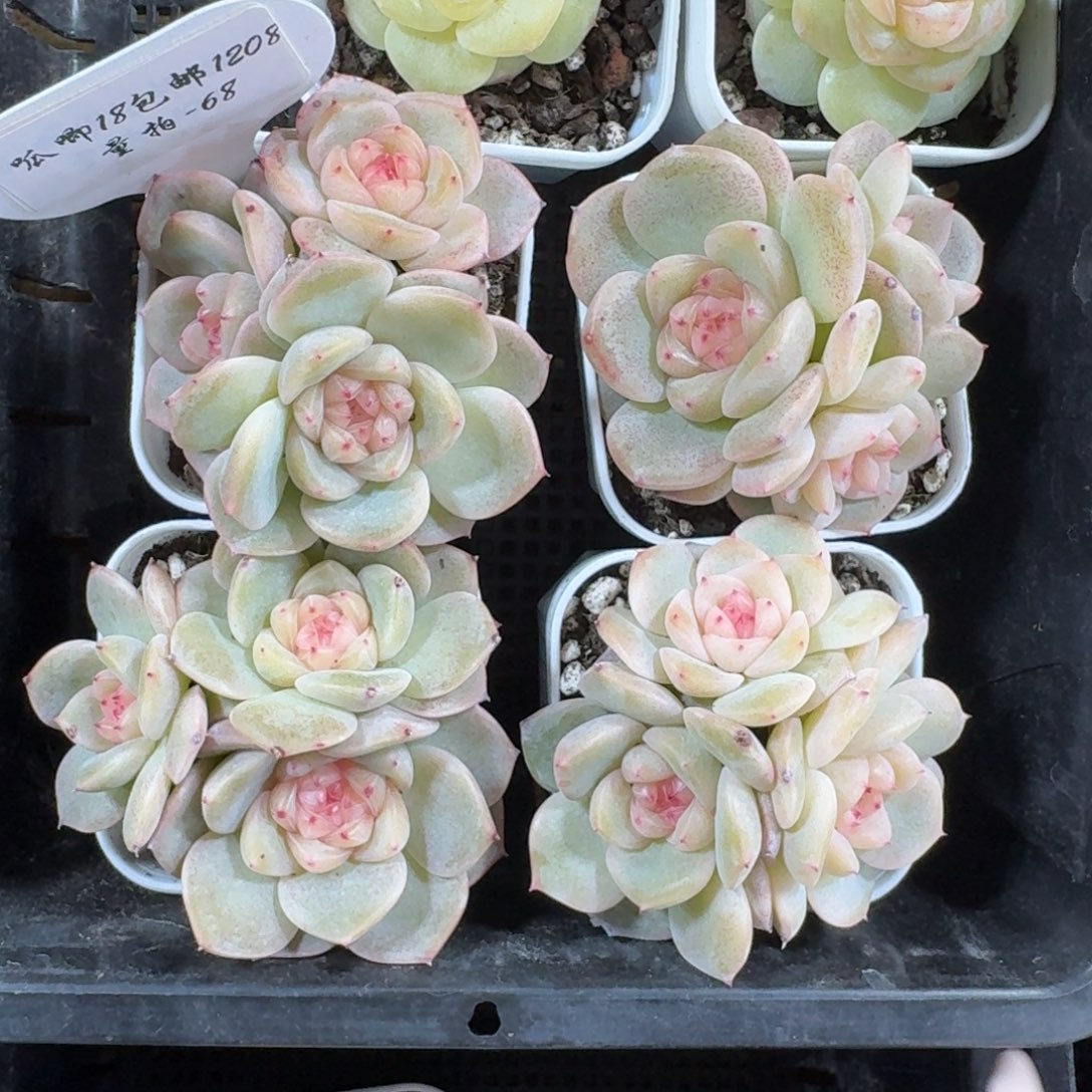 1208-068-甜心群一颗量拍