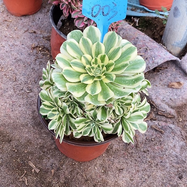 003 一颗迈巴赫法师多肉