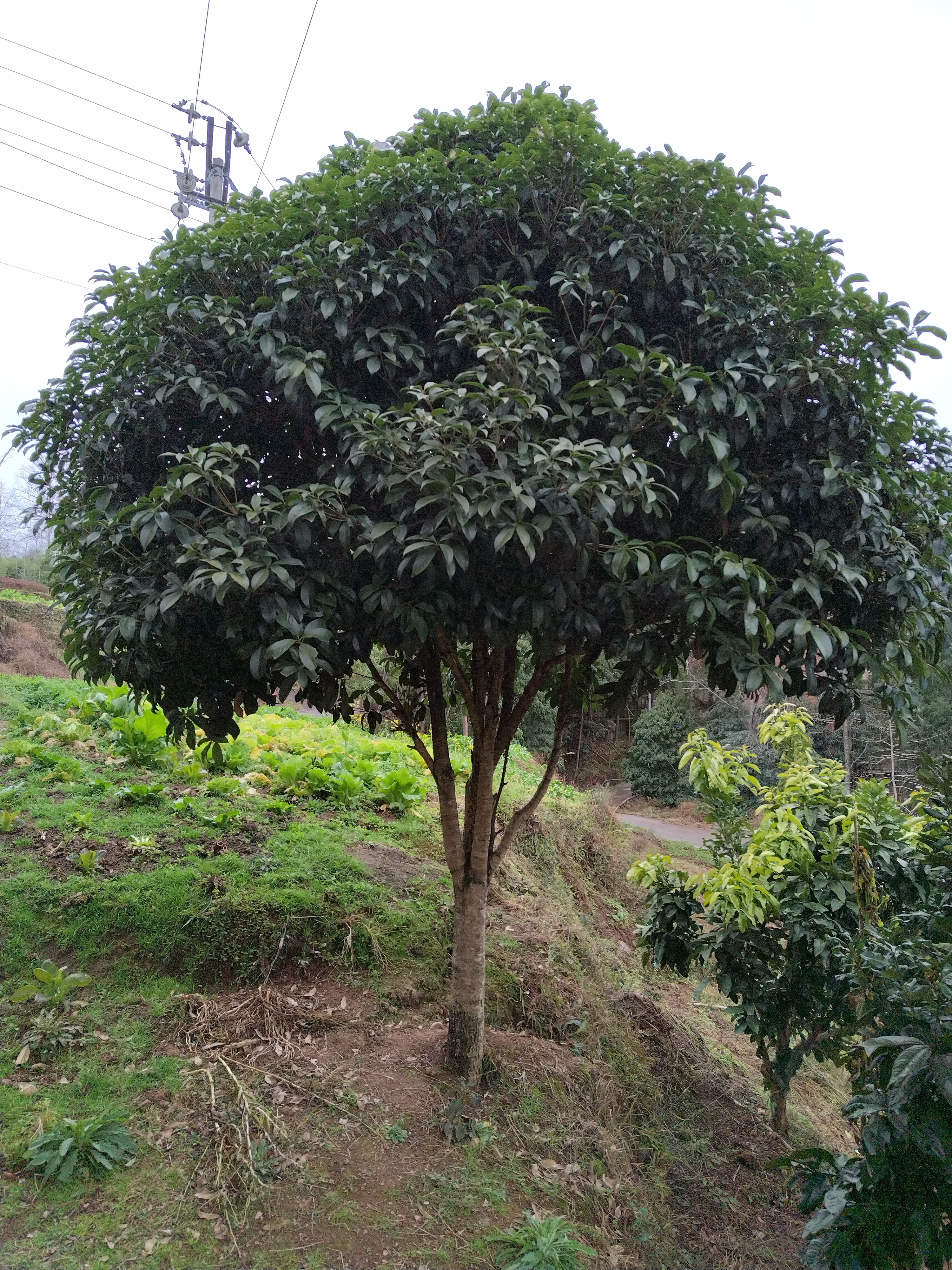 四川桂花树盆栽大树