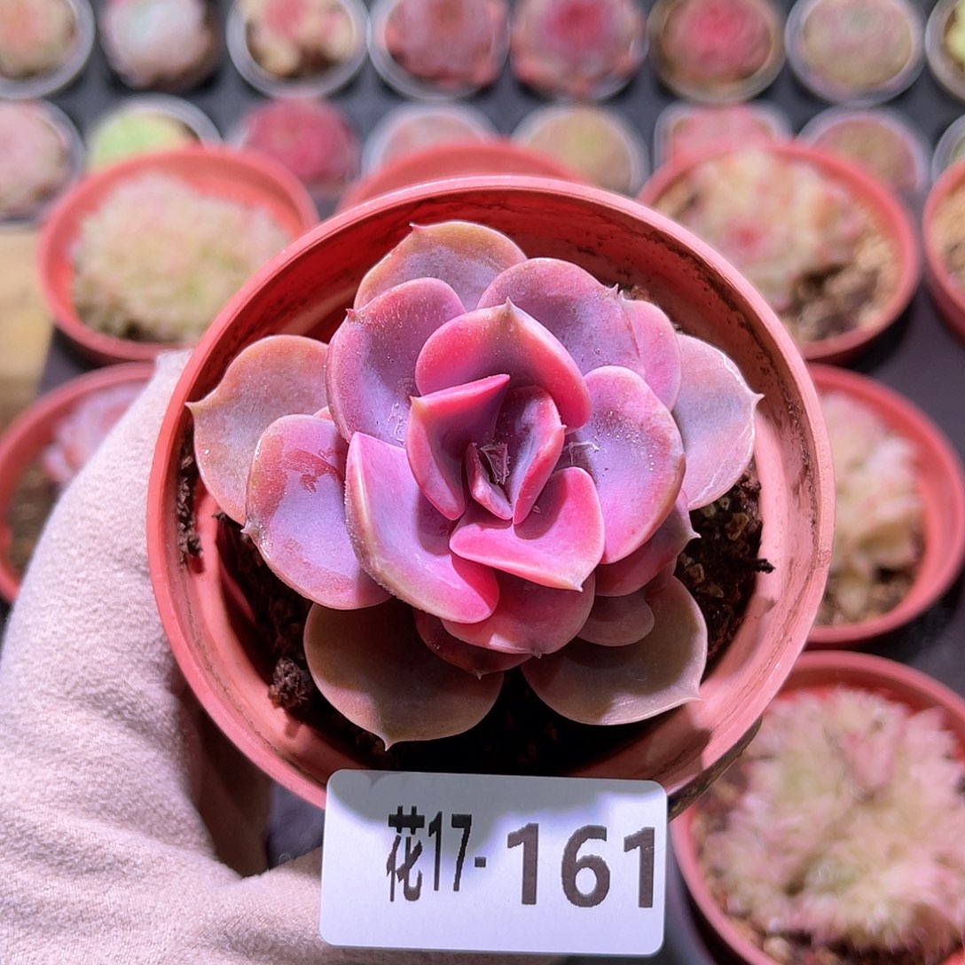 花利美17-161彩虹单头