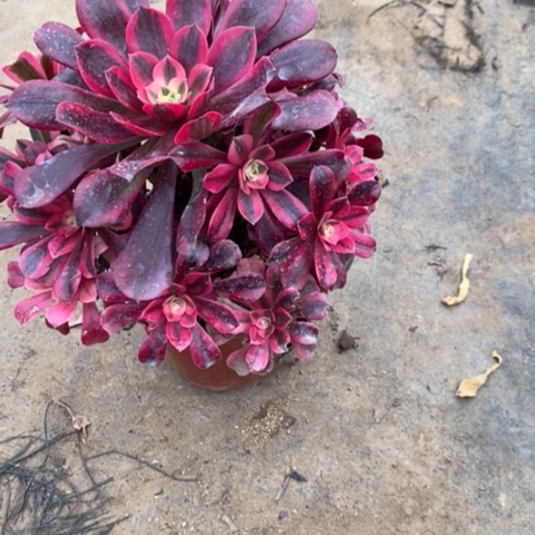 美杜莎8多肉植物