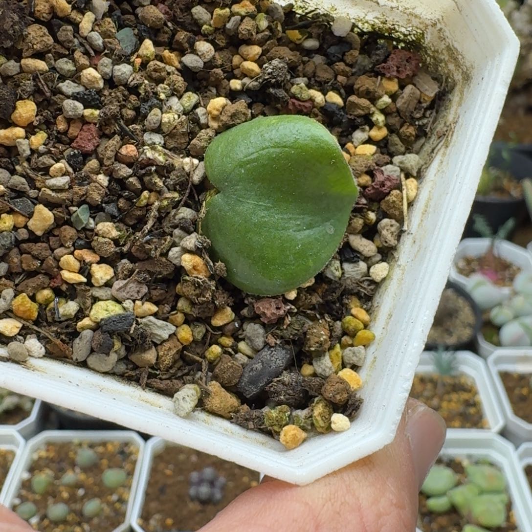 爱心雾冰玉多肉。