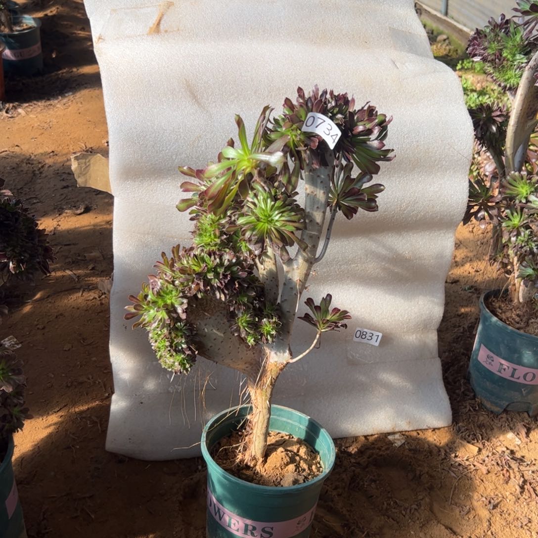 有伤黑缀734高度40