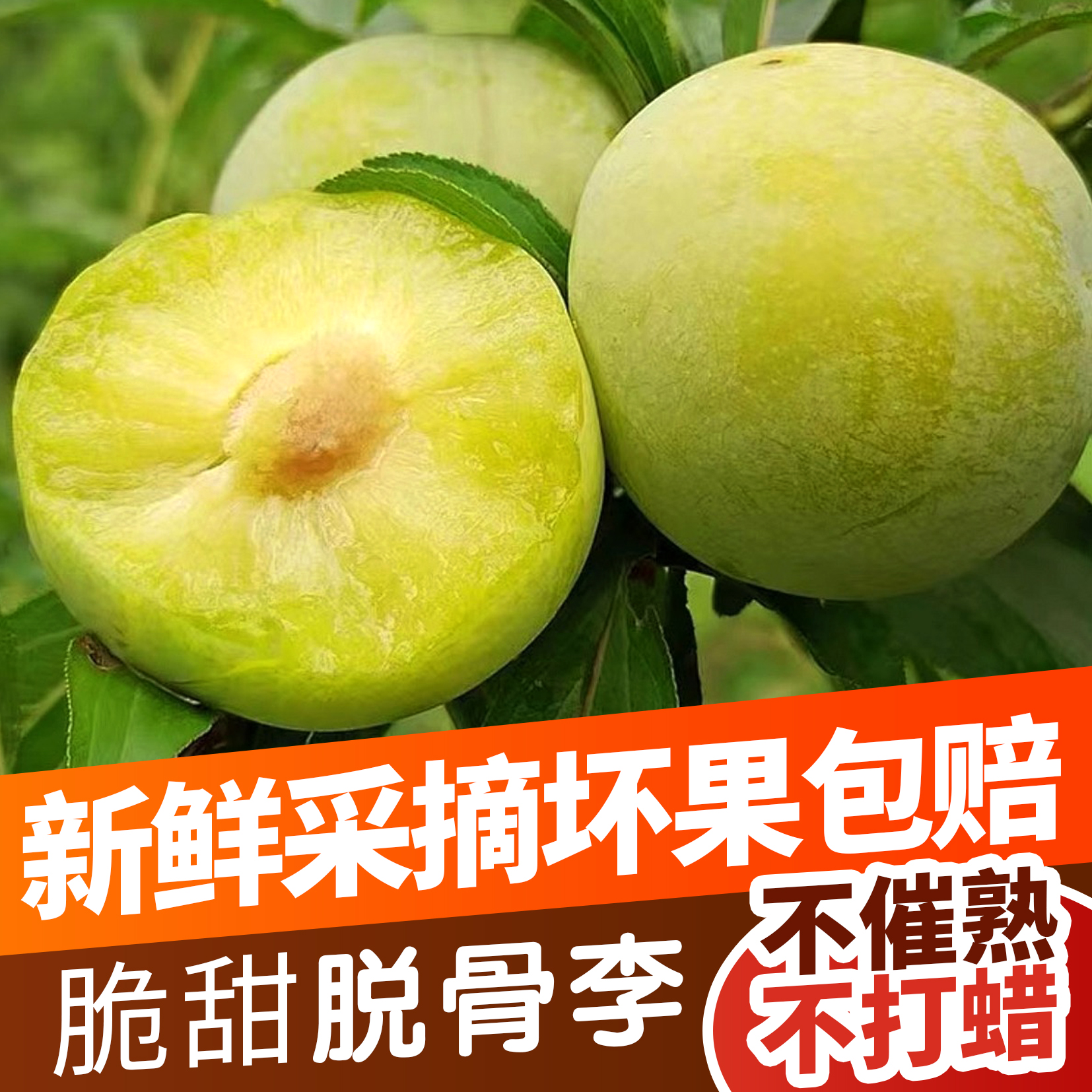 四川新鲜现摘青脆脱骨李子酸甜可口当季水果