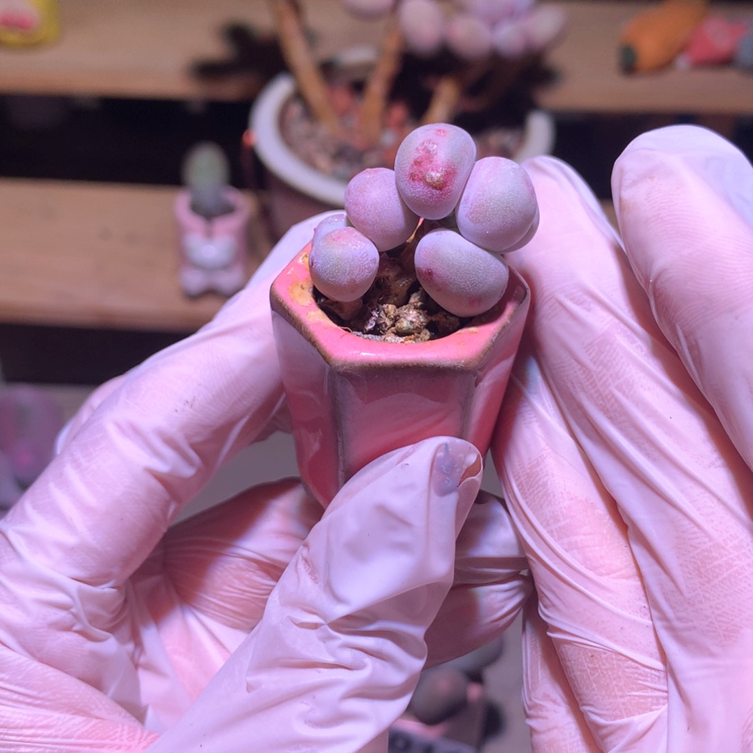 带盆发货。黄金鸡蛋大叶奶。