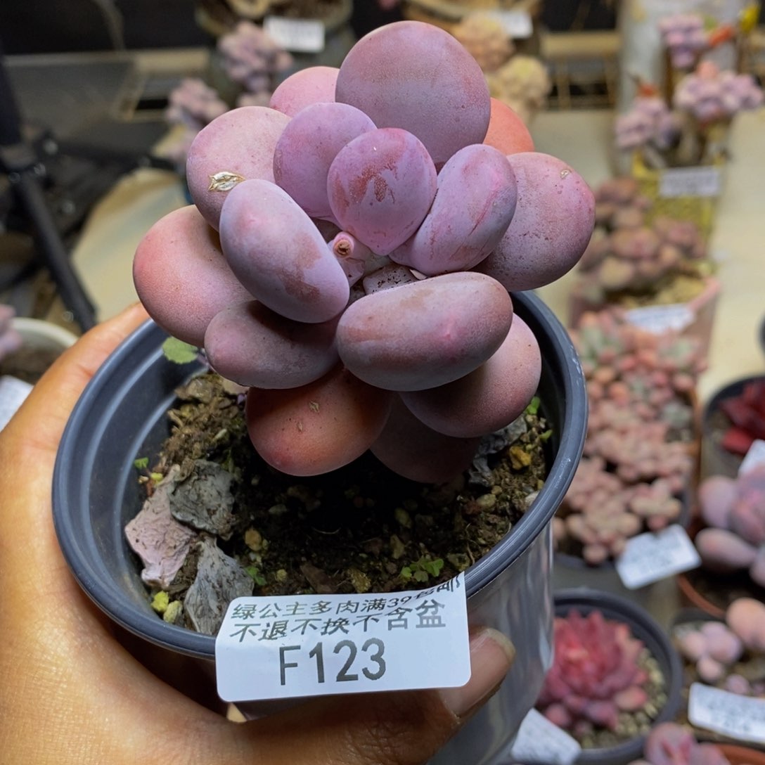 给***击123彩虹奶多肉7cm