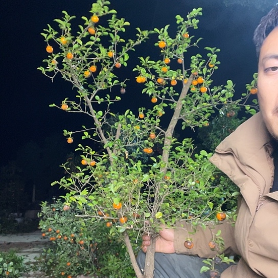 无花朵金弹子庭院原生品种