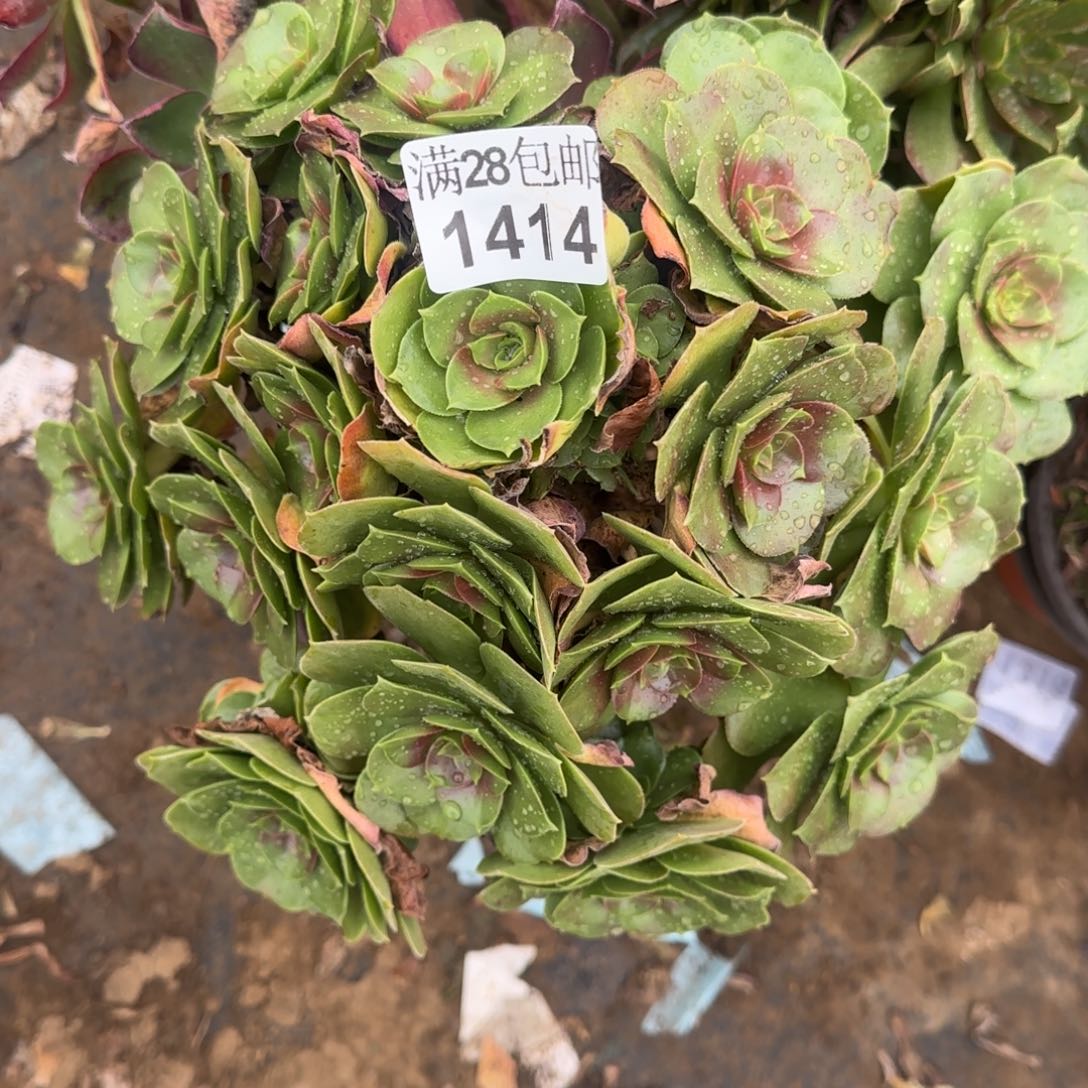 柠檬玫瑰多肉1414满28包邮断枝不包瑕疵