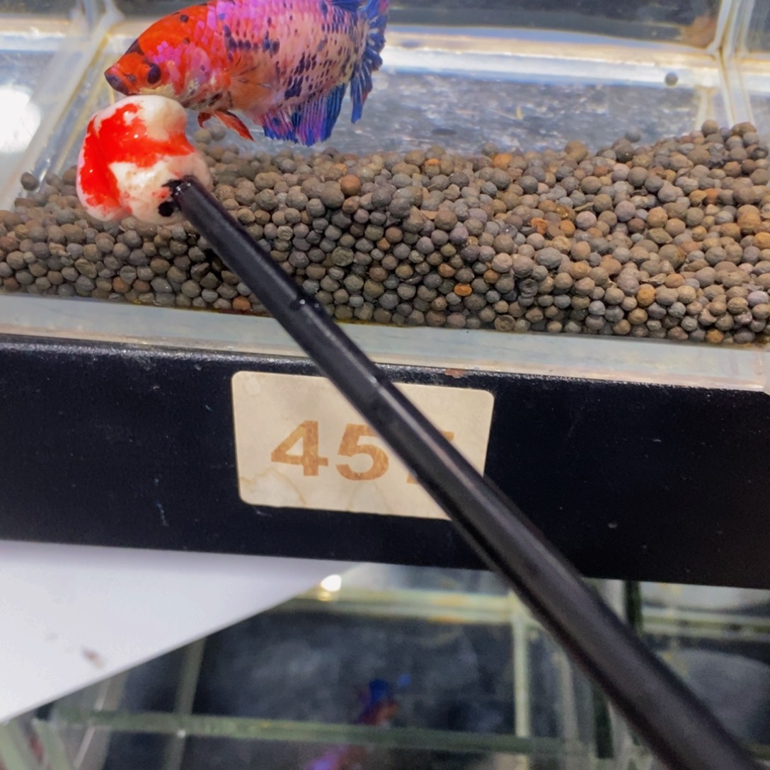 S***n斗鱼457巨斗11111