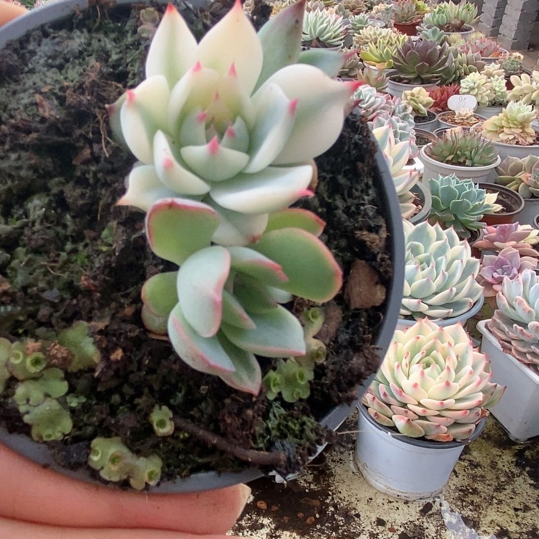 032锦锦锦锦锦锦锦锦