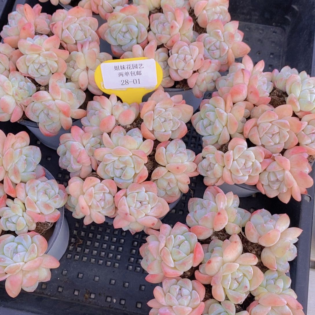 28-01-M奶油樱花冰玉双头拼盘一盒