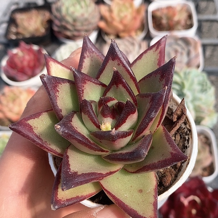 多肉植物一物一拍0021