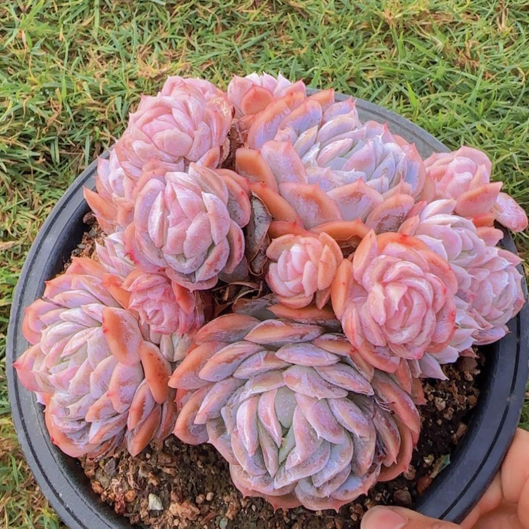 多肉植物多肉植物