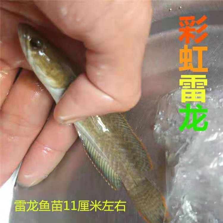 活体草鱼草皖鱼食蚊鱼四家鱼脆肉鲩鱼