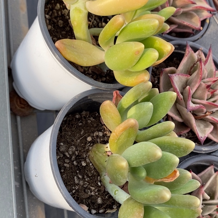 全部花苞星*芒果奶