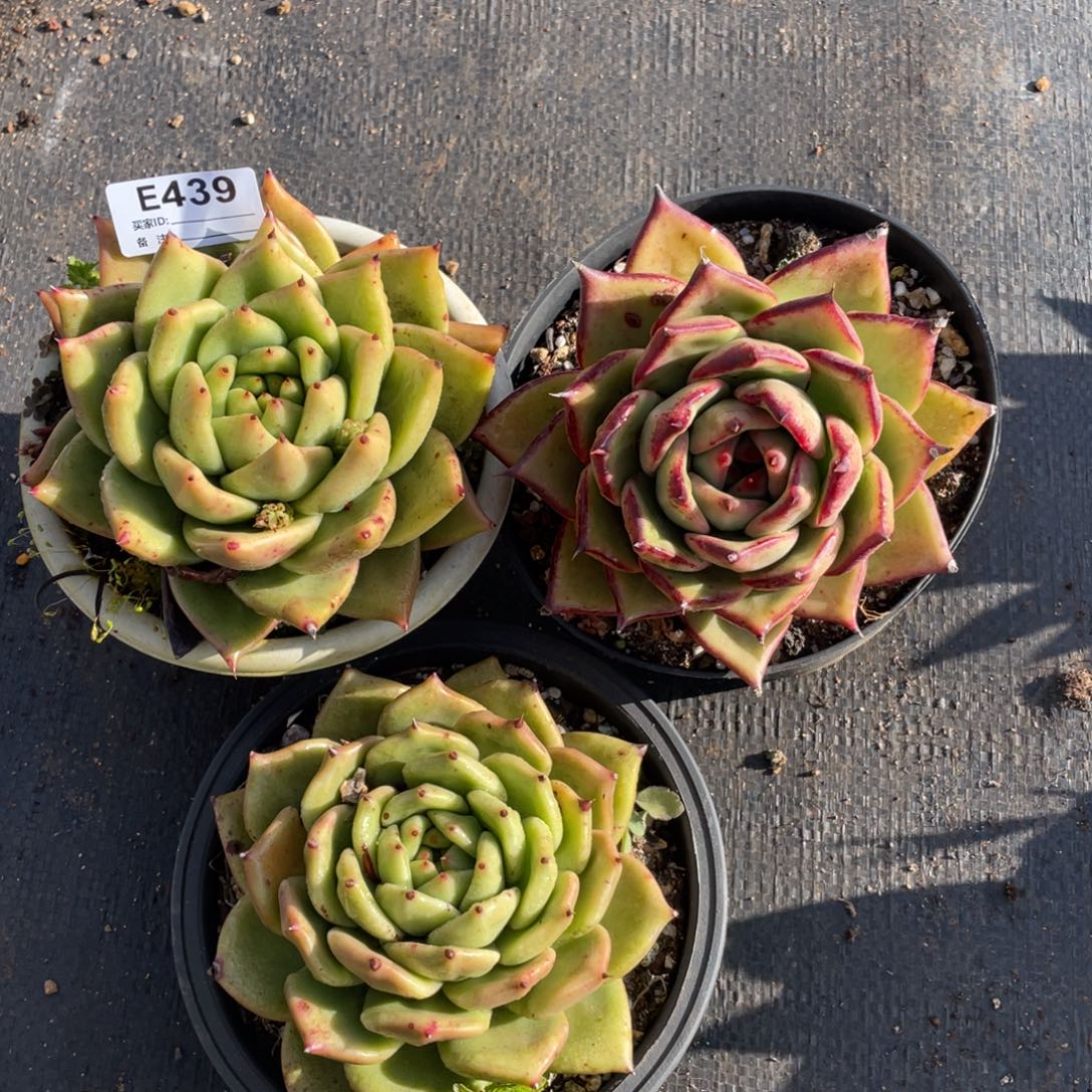 无花朵若如东云组拍E439