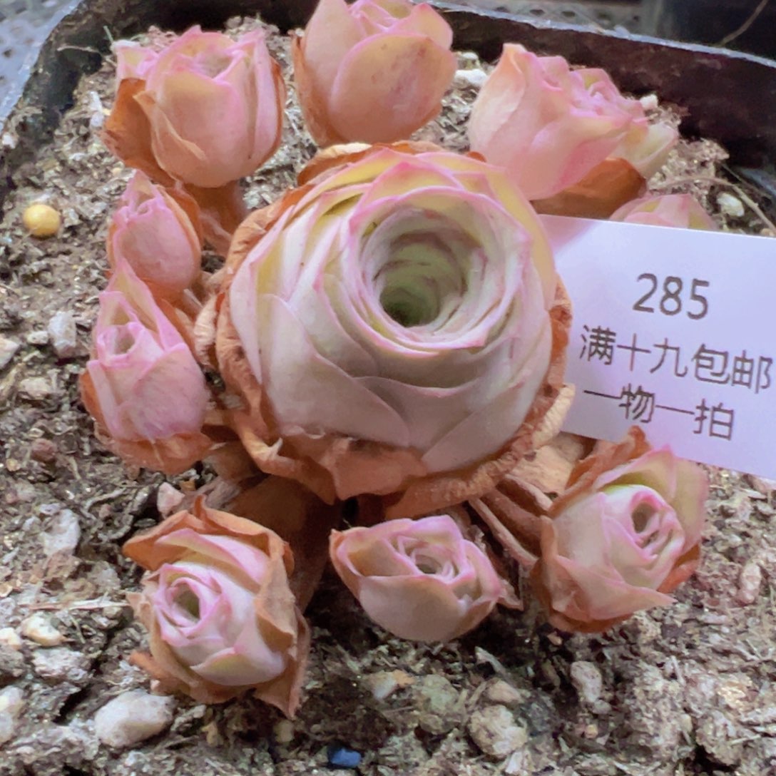 285 带盆土发货无售后