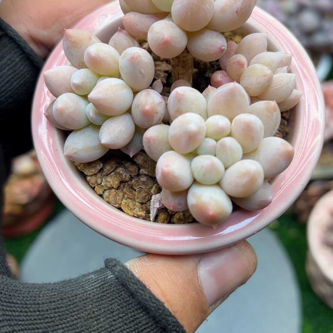 tuo l j lo ok look l