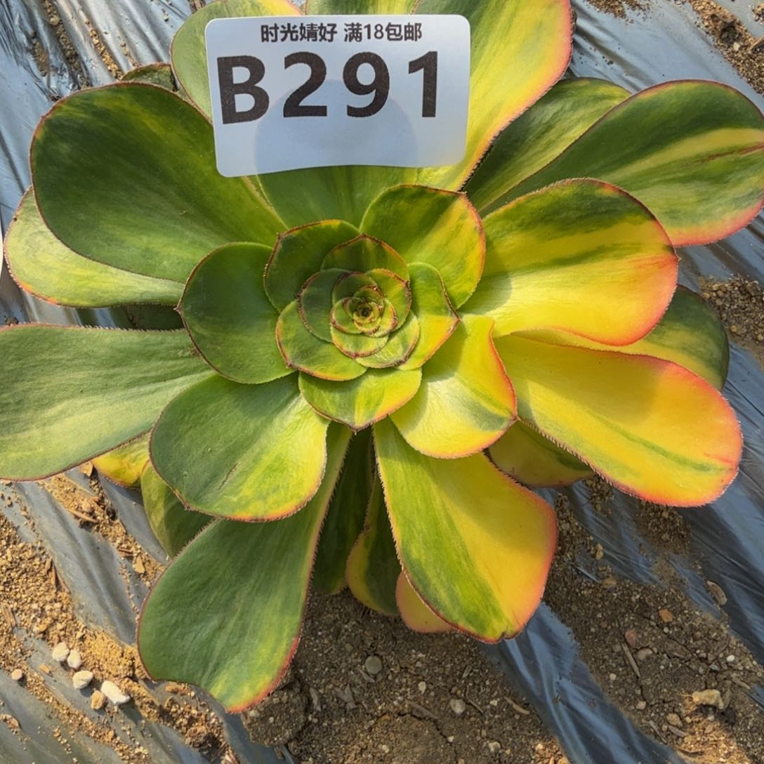 291燕姿七彩。多肉植物