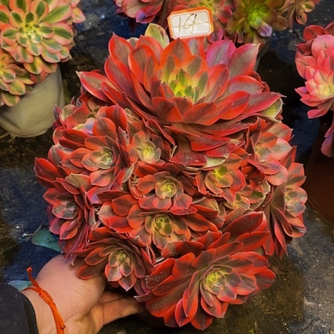 粉女妖老桩捧花法师19