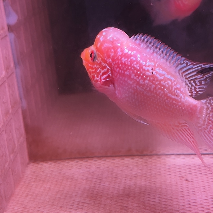 罗汉鱼金花火凤罗汉鱼