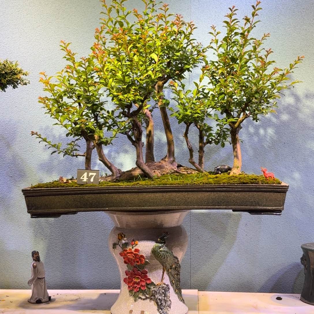 捕***影无花朵红花紫薇一物一拍