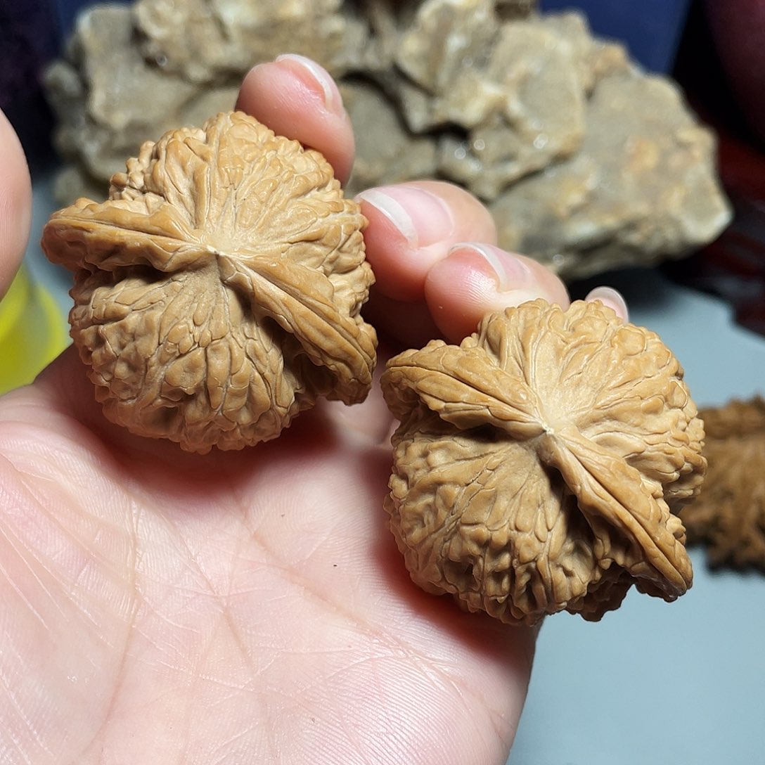 核桃手串/手链精品白狮子44