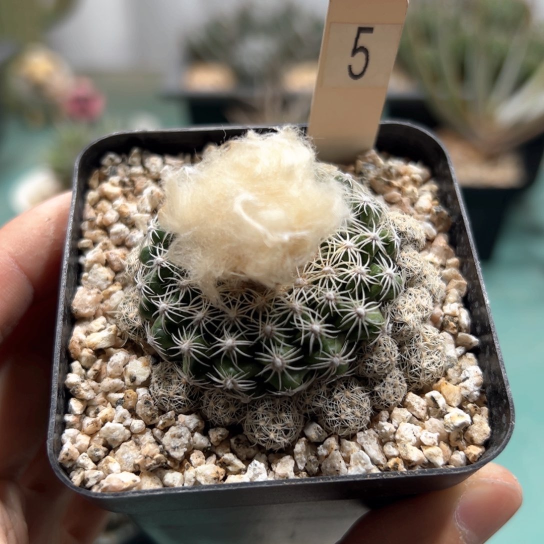 比氏圆盘玉 侧芽繁殖脱土发货多肉