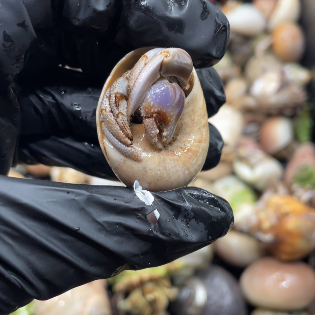 不退不换谢谢支持29