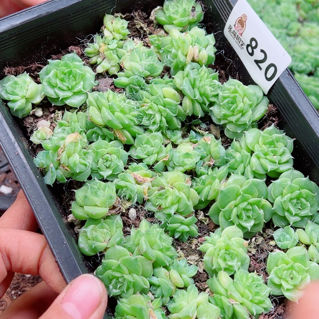 ****瓷多肉植物多肉植物