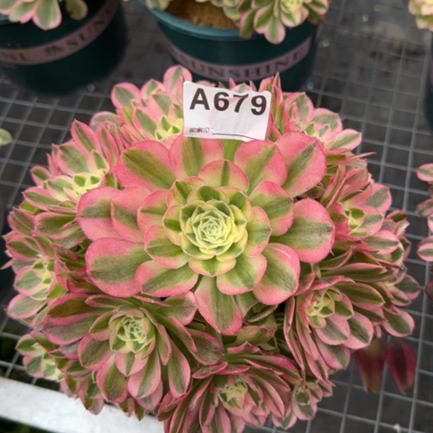 35679玉资22厘米左右