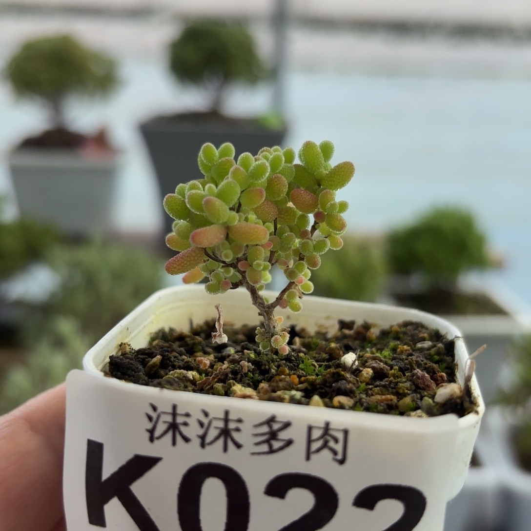 蜜橘糖球枝干番杏022