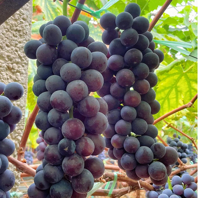 现摘四川夏黑葡萄无籽核整串3斤装 黑蜜非巨峰葡萄黑加仑现摘现发葡萄同城送四川省