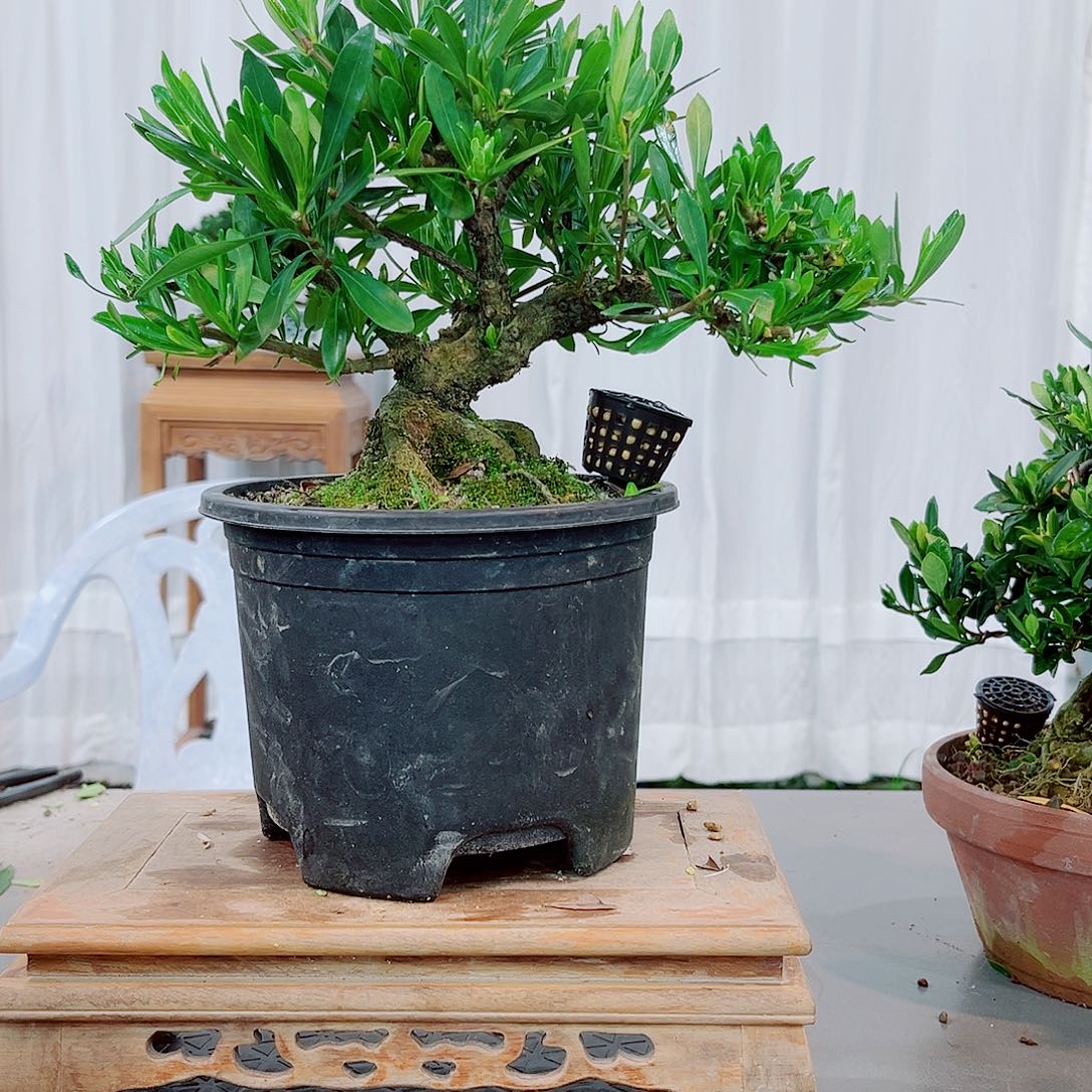 红陶想****7海星栀子花