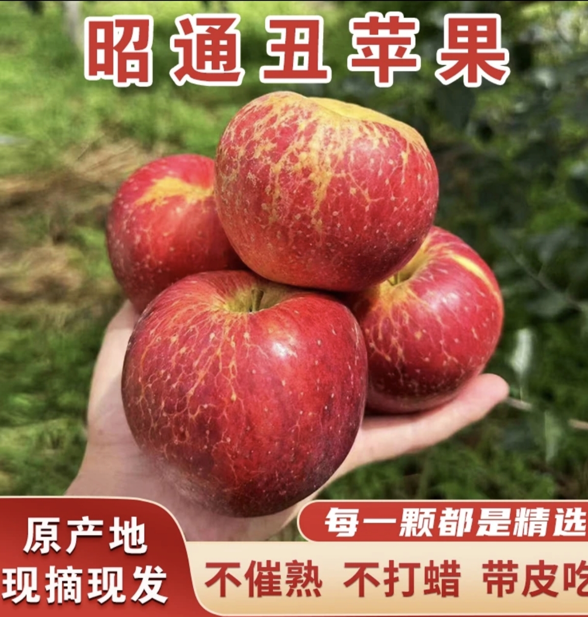 云南昭通正宗冰糖心丑苹果新鲜脆甜现摘酸甜冰糖心营养应季水果