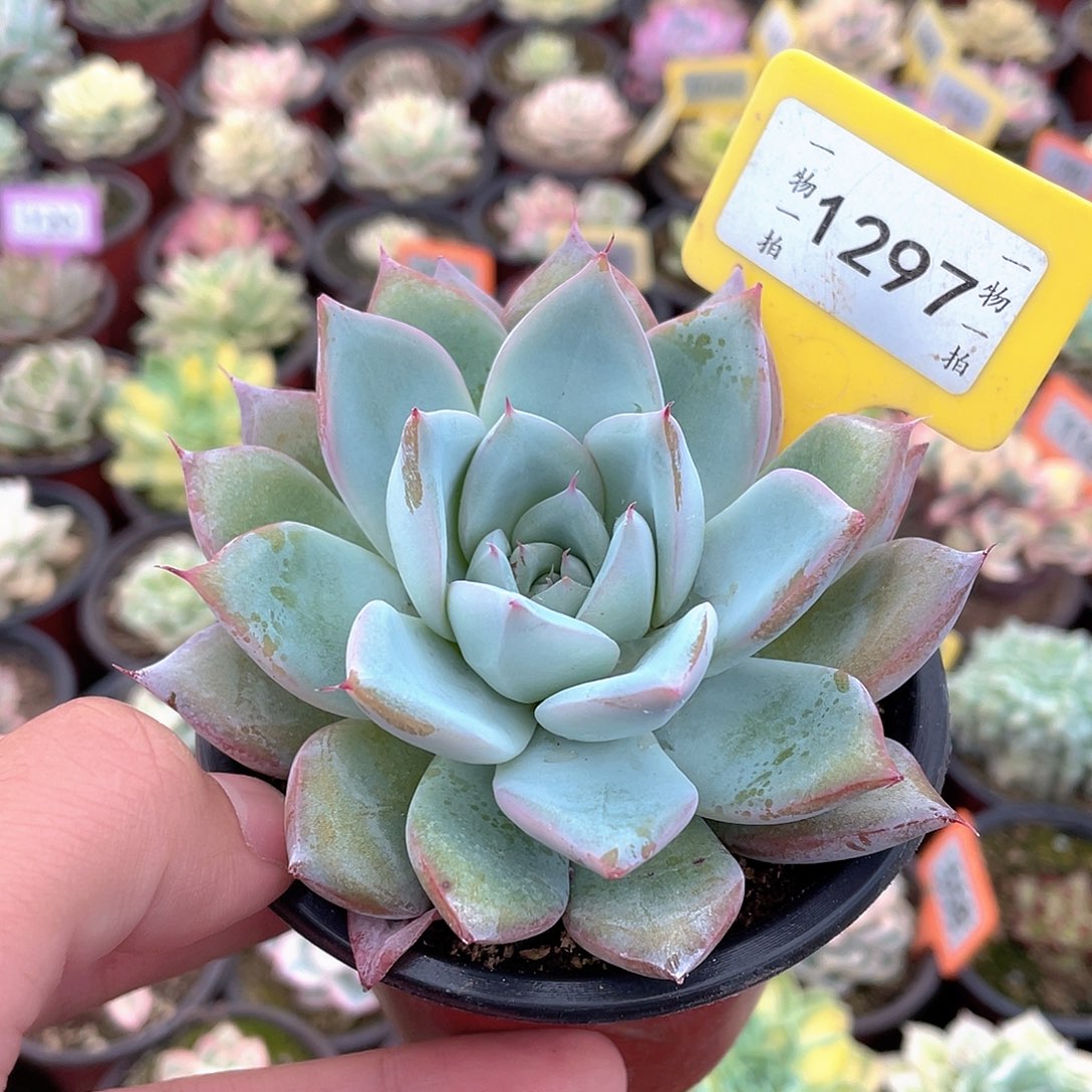 星***愿1297号多肉植物盆栽
