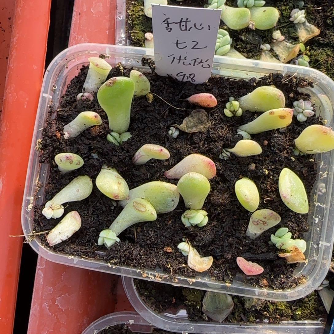 唐t2 芝麻一盒满25包邮