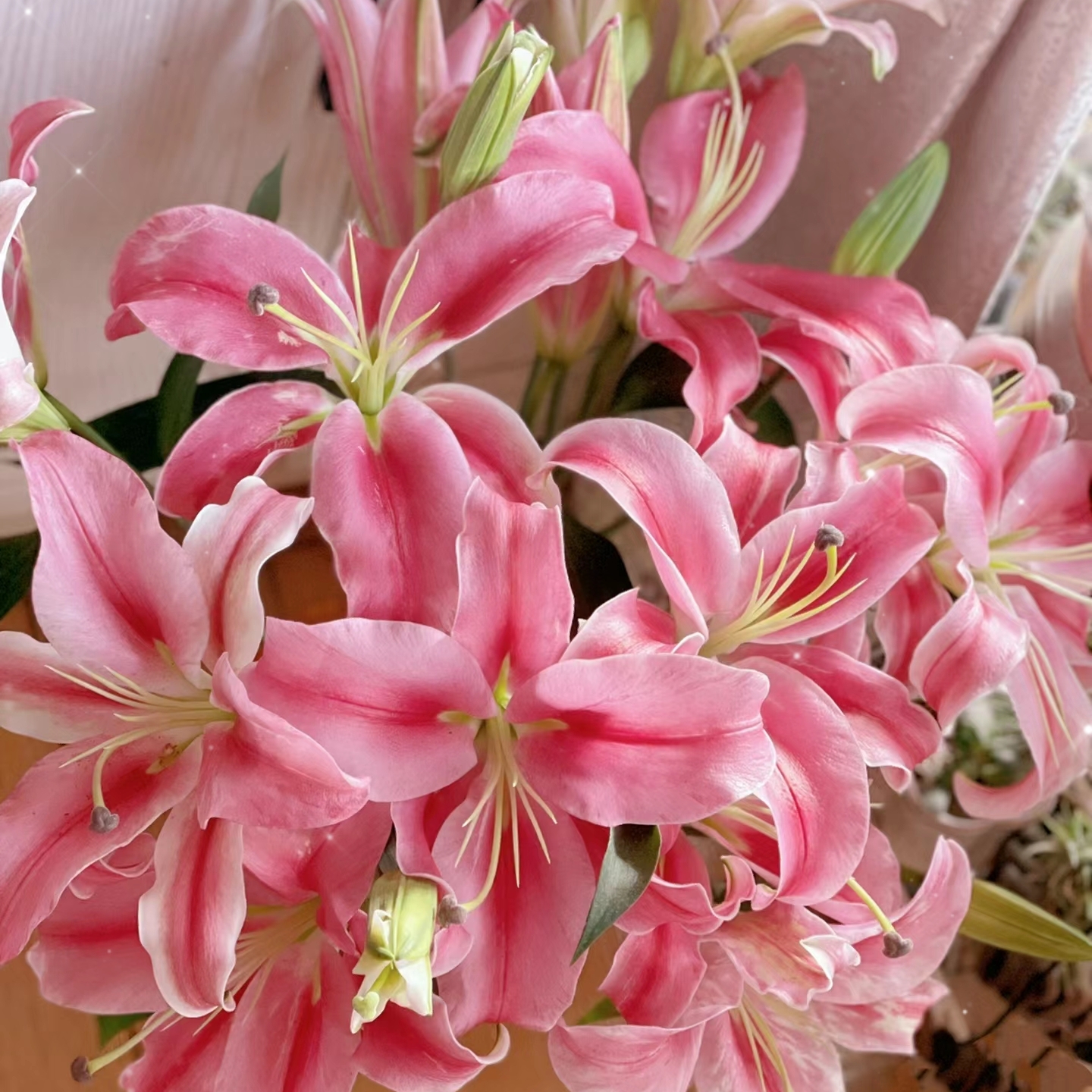 氧花季 普拉芬多头香水百合 收到先醒花 拍1单发中通