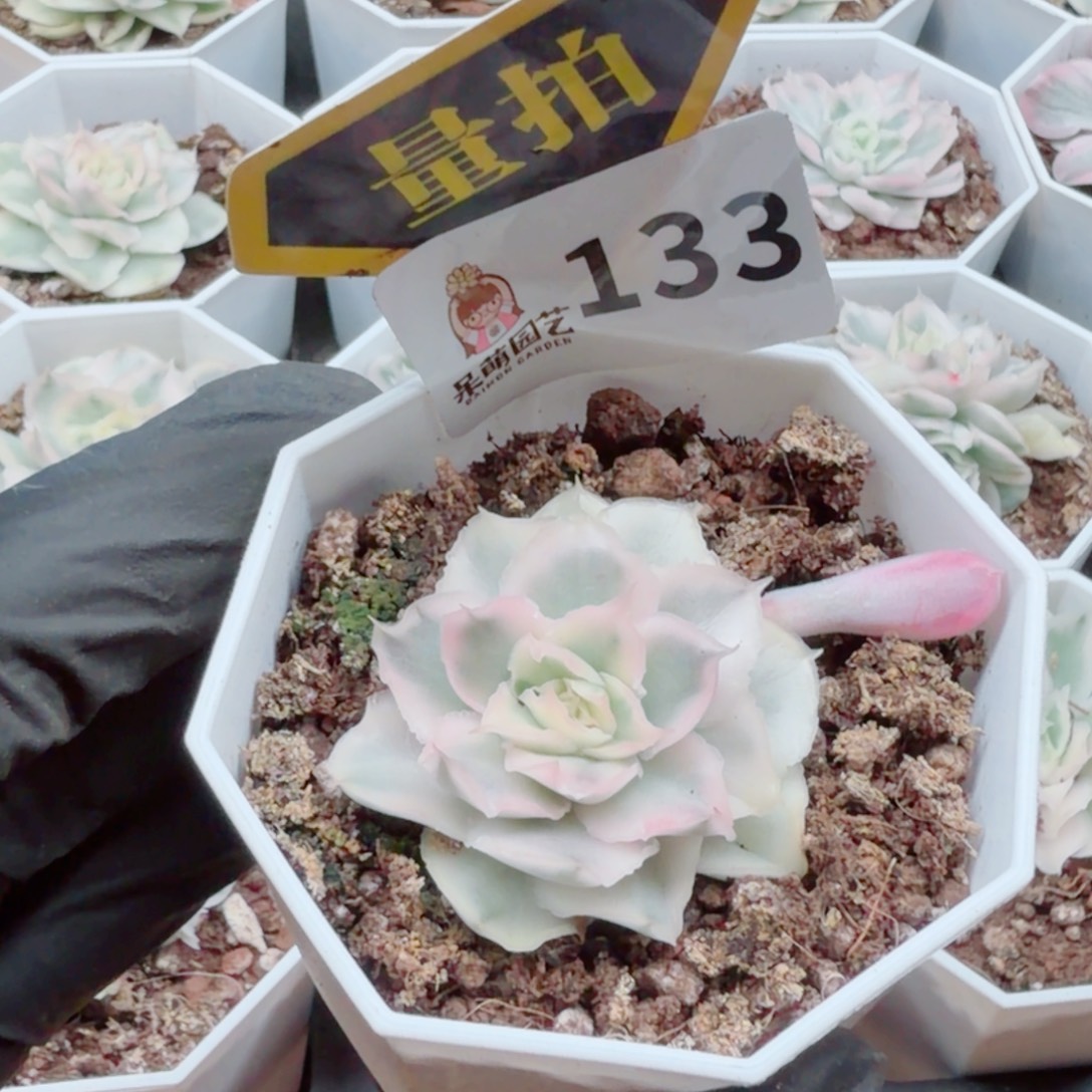 多肉植物多肉植物