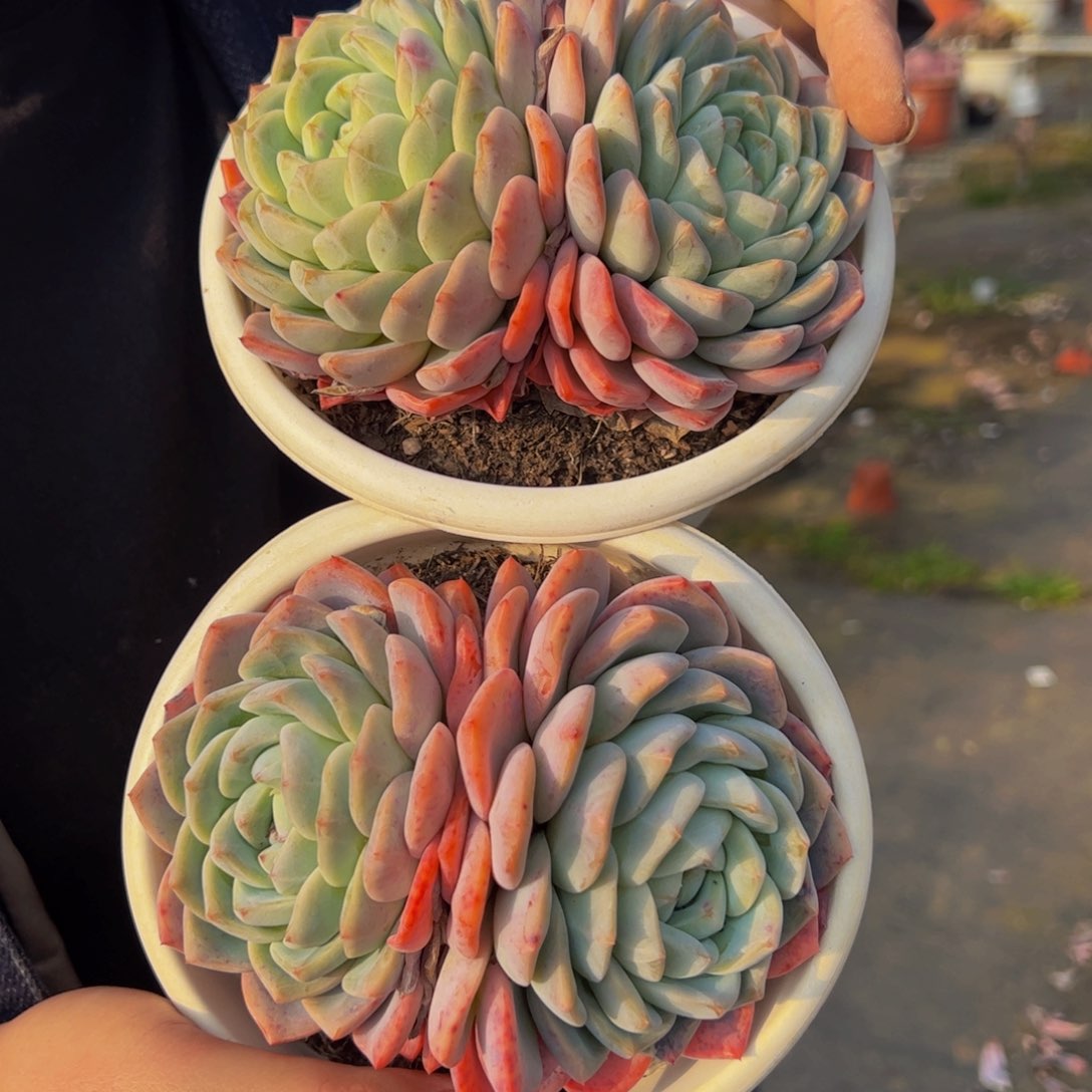 雪媚娘双头两盆多肉