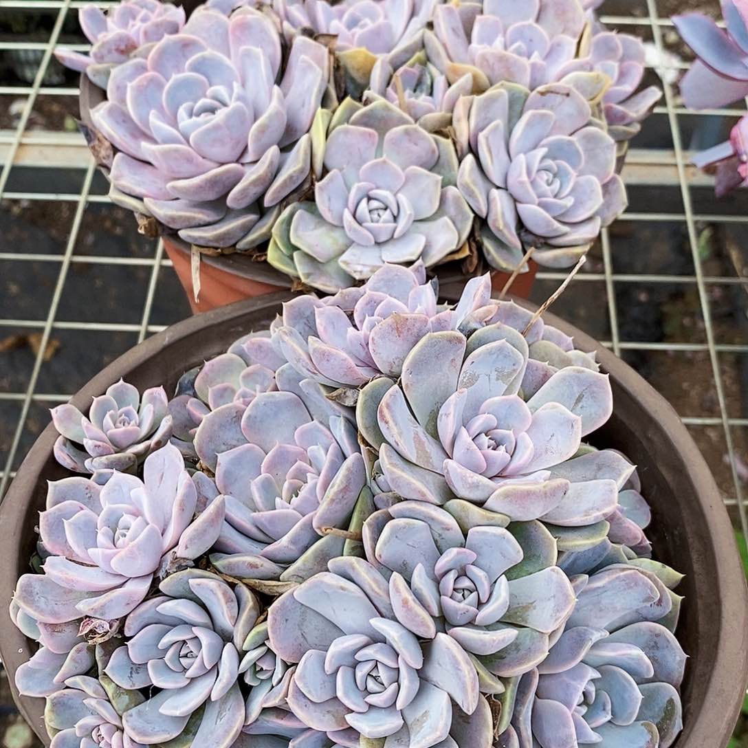 汉堡多头群生手捧花造型八亩地